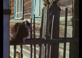 Zwei flauschige Katzen auf dem Zaun