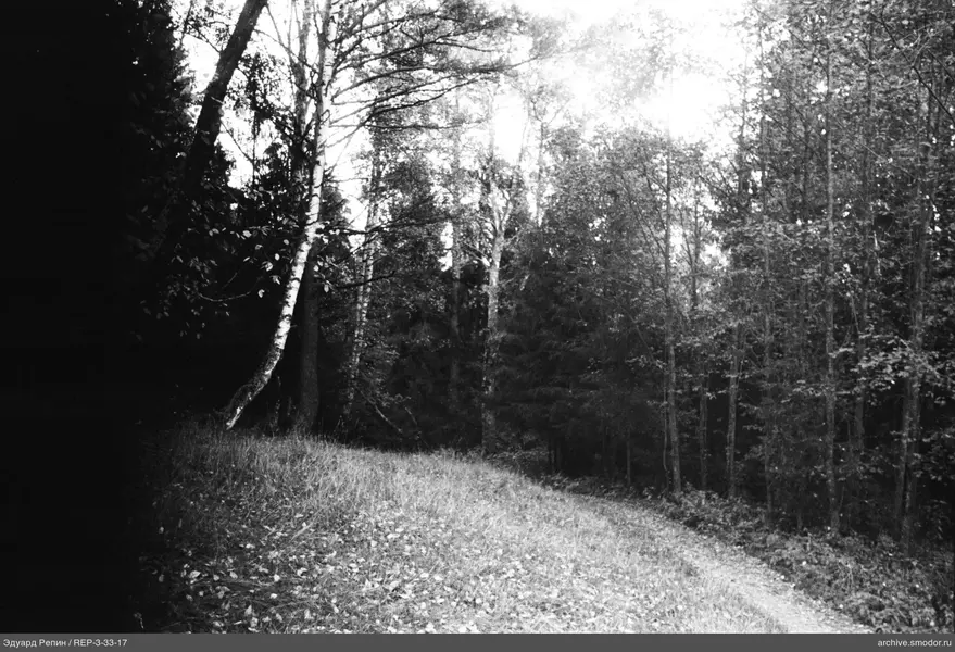 Waldlichtung mit Weg und Bäumen