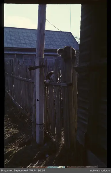 Holzzaun mit zwei Katzen