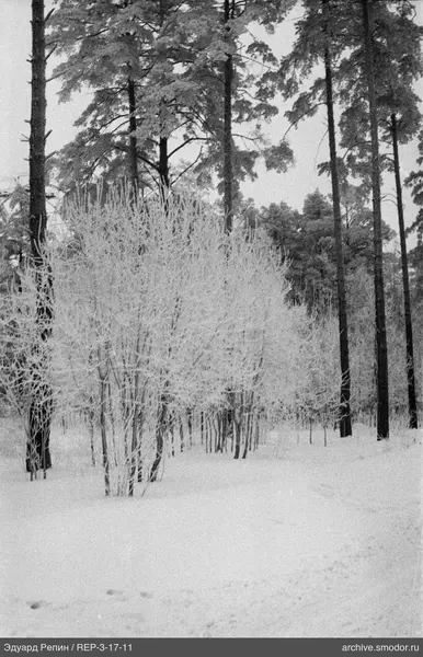 Wald mit Kiefern und Schnee