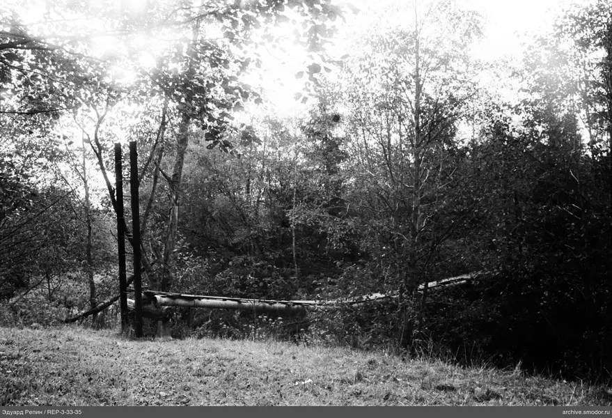 Waldlandschaft mit Grasbüschel