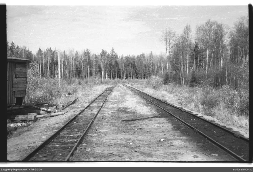 Две железнодорожные колеи в лесу