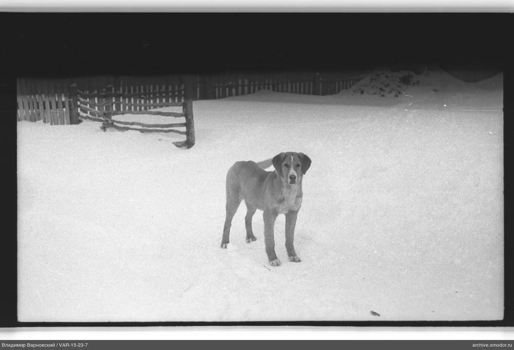 Hund im Schnee vor einem Zaun