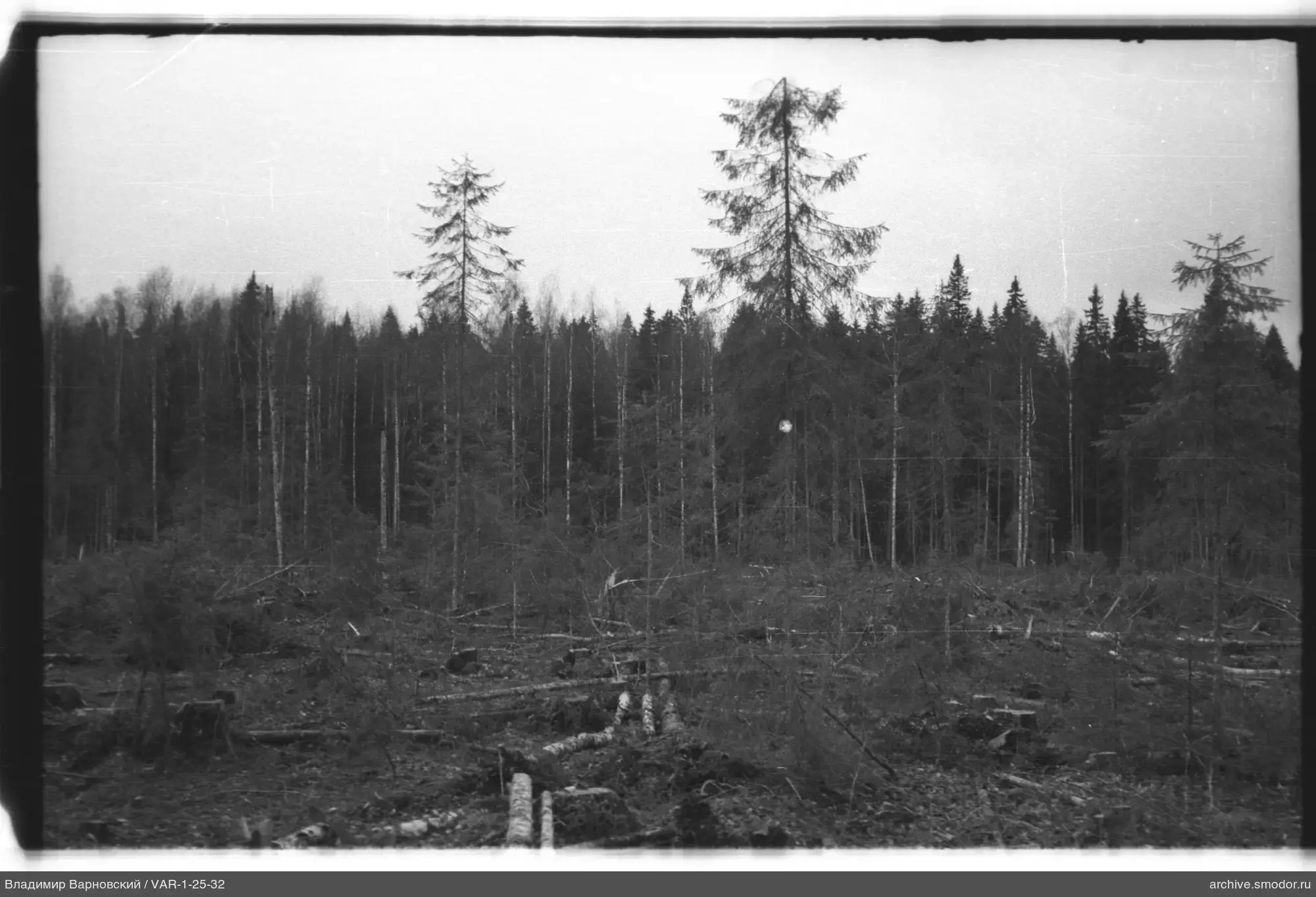 Scenic view with trees and stumps