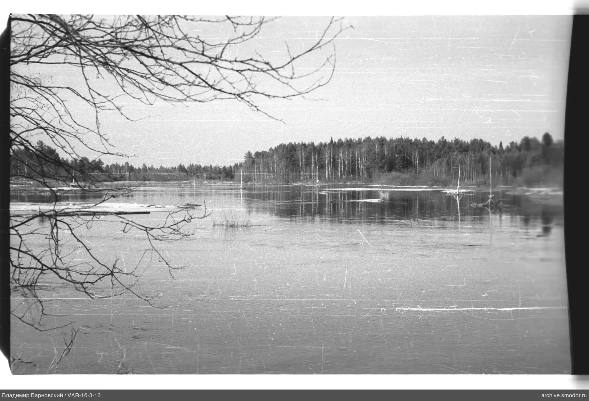 Вид на водную поверхность и лес