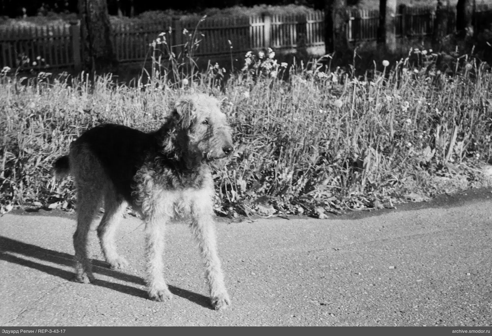 Hund auf Asphaltweg mit Gras und Zaun