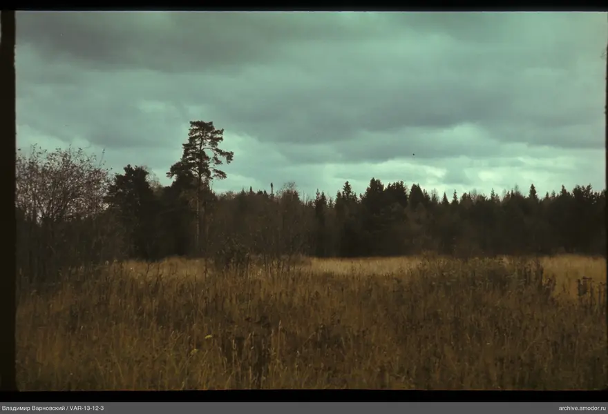 Landscape with field and forest