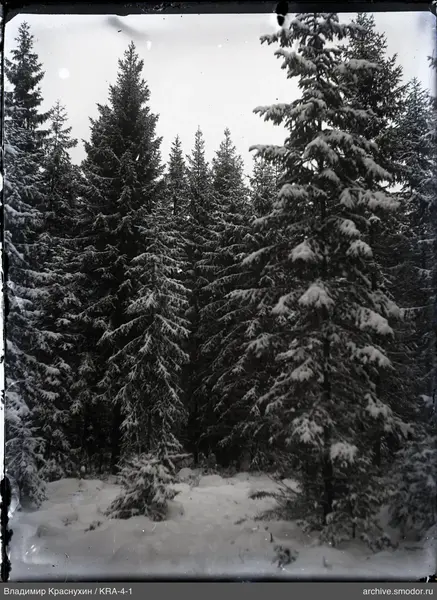 Заснеженный лес из хвойных деревьев