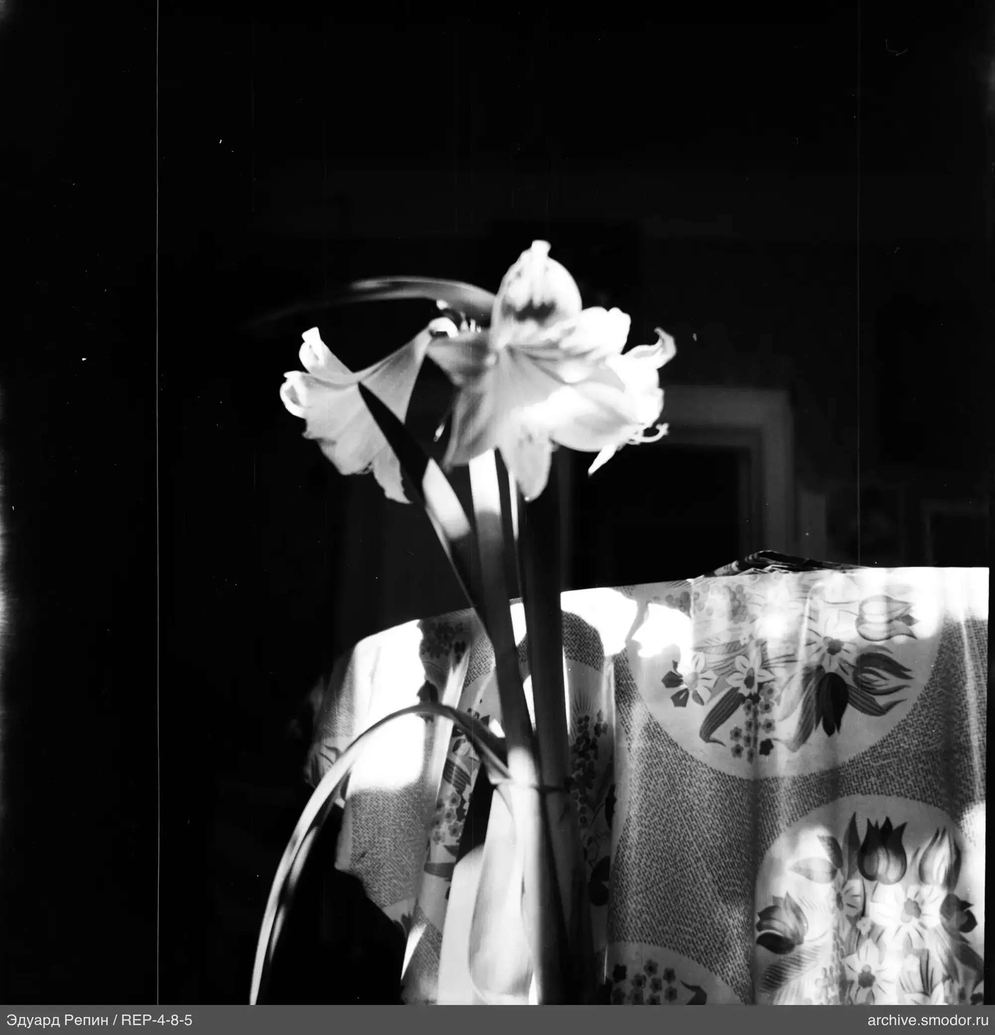Amaryllis mit drei Blüten in einer Vase