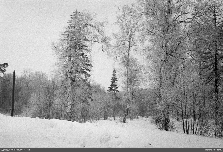 Schneebedeckter Wald mit Drähten