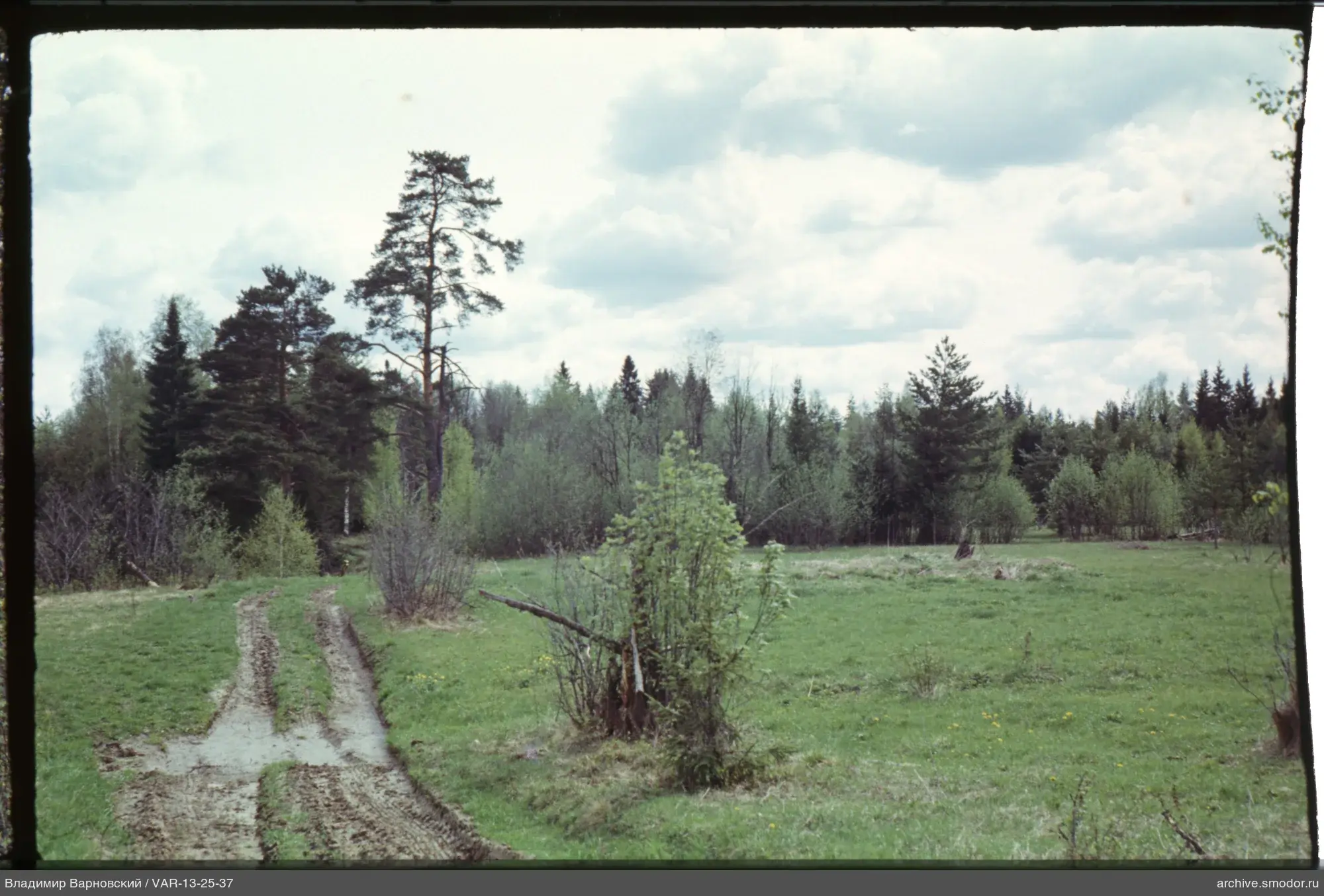 Forest clearing with road and cloudy sky
