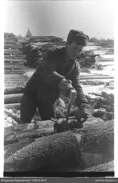 Man with chainsaw cutting logs
