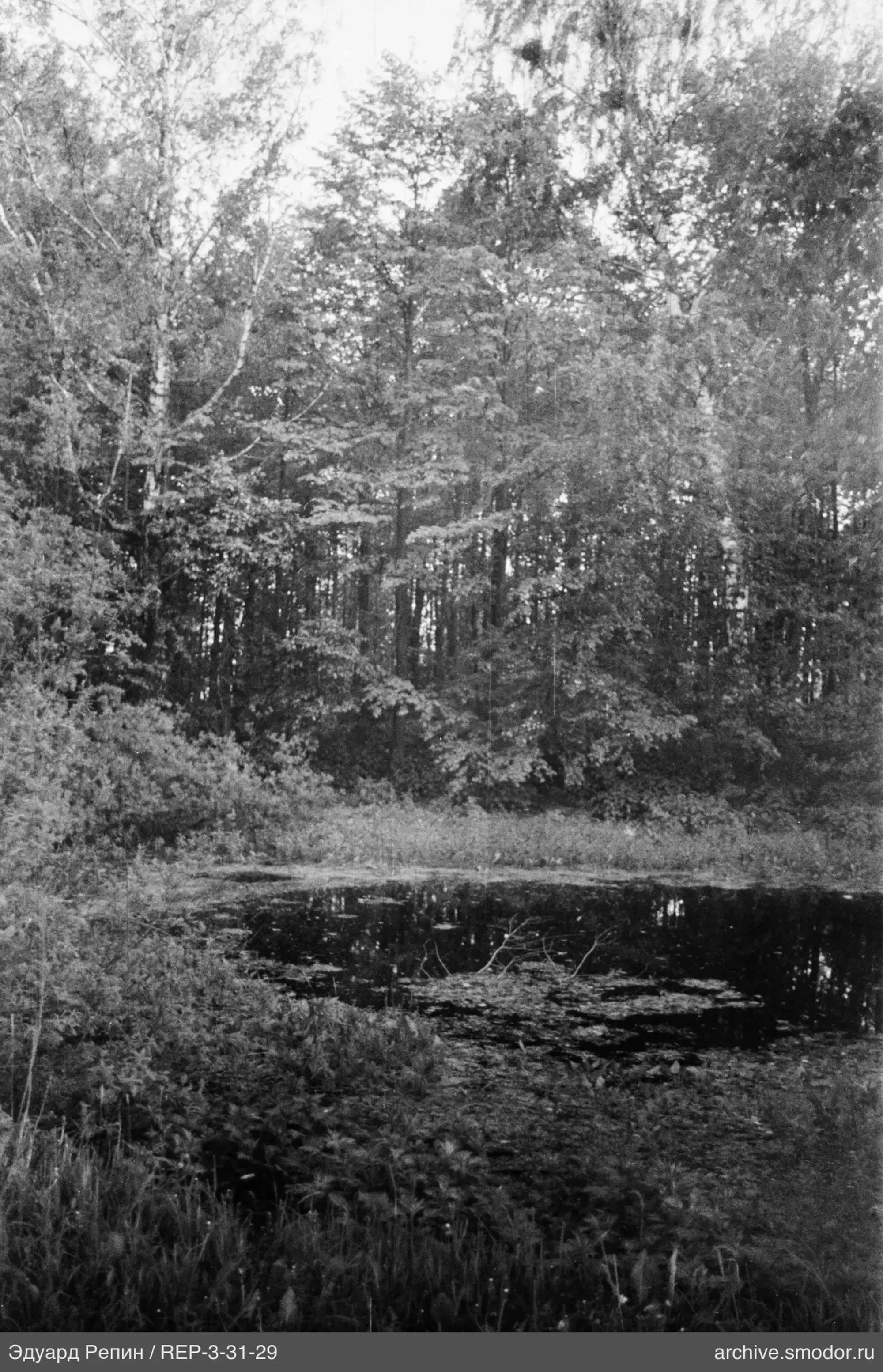 Teich und Wald