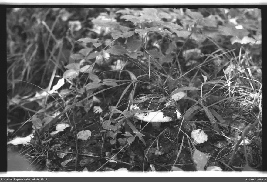 Pilz im Vordergrund