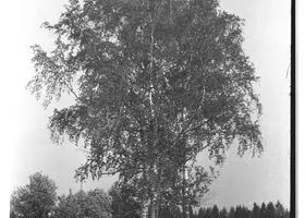 VAR-3-13-10