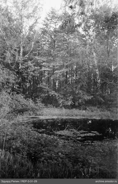 Teich und Wald