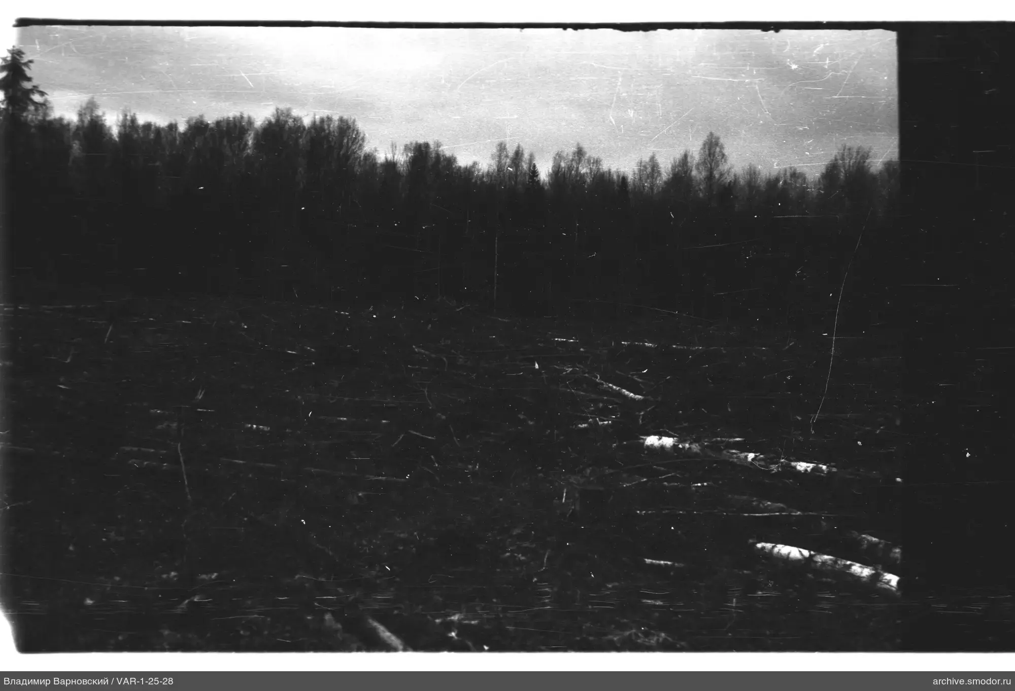 Landschaft mit umgestürzten Bäumen und Wald