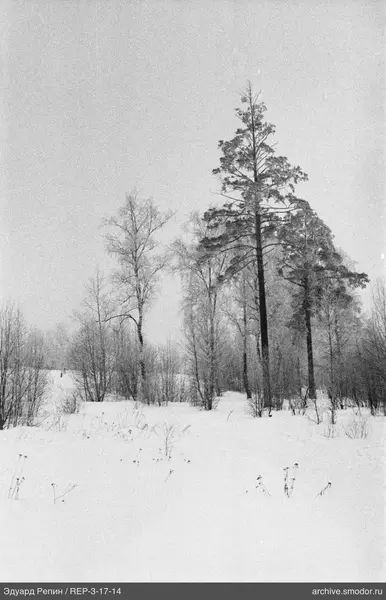Schneebedeckte Ebene mit Bäumen