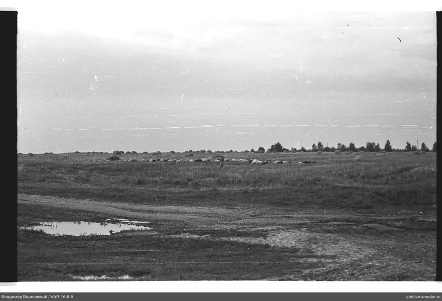 Landschaft mit Feld, Kühen und Straße