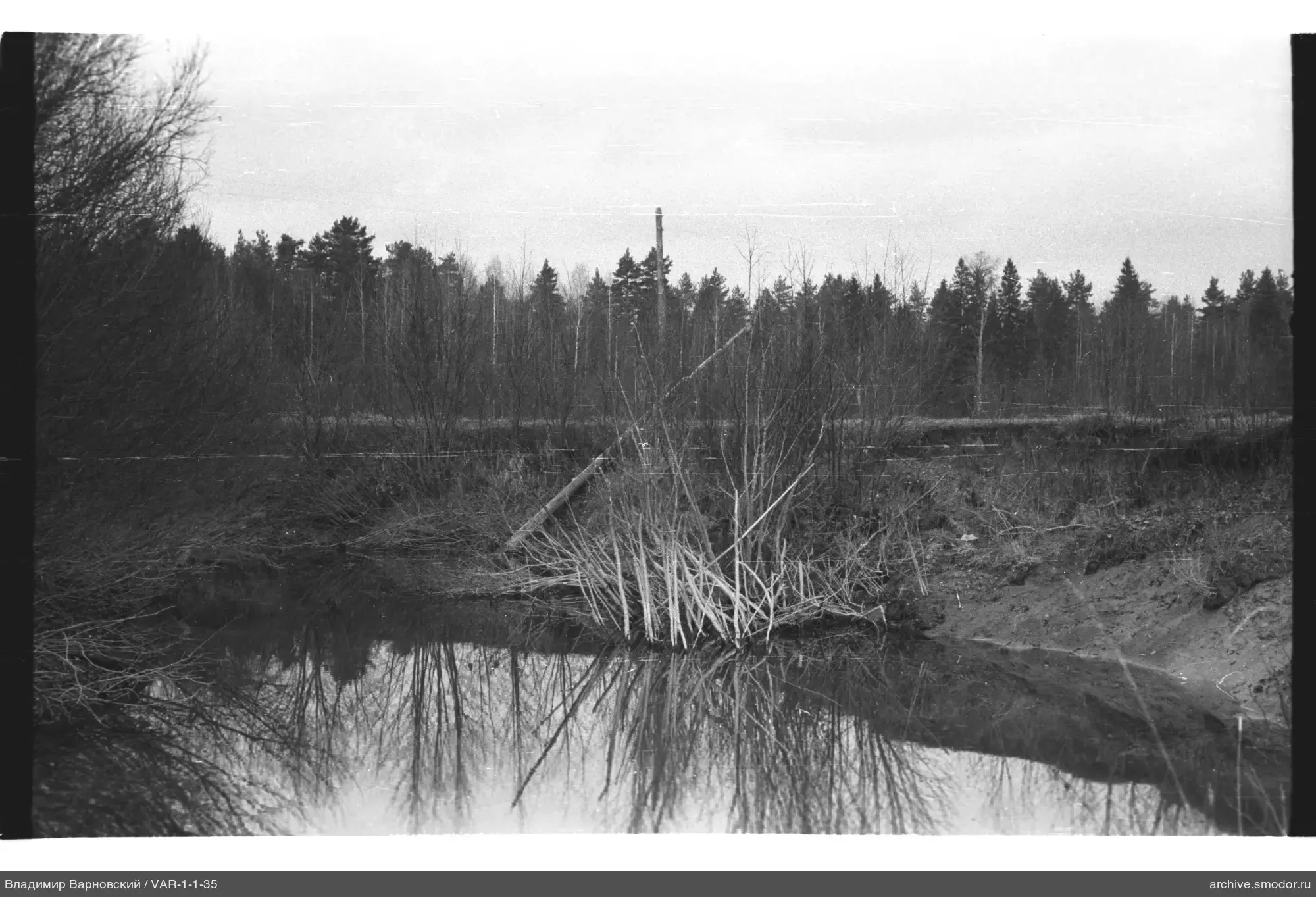 Teich im Wald