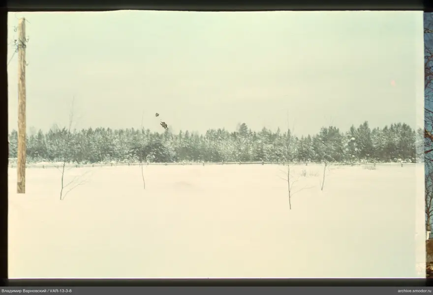 Snow-covered field with trees and wires