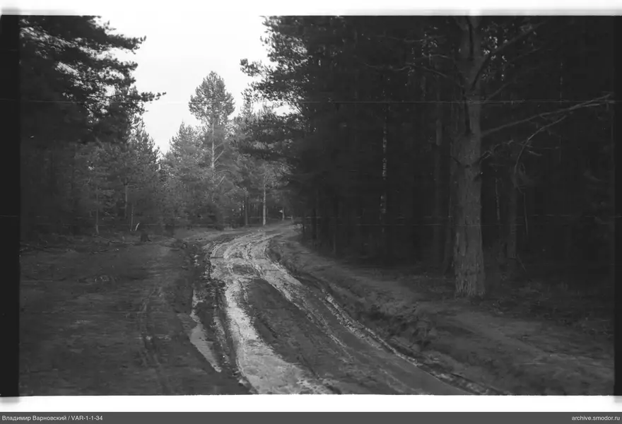 Road rut in the forest