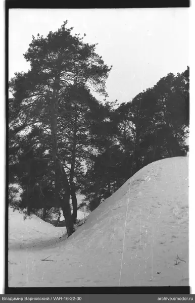 Winterszene mit Bäumen und Schneespuren