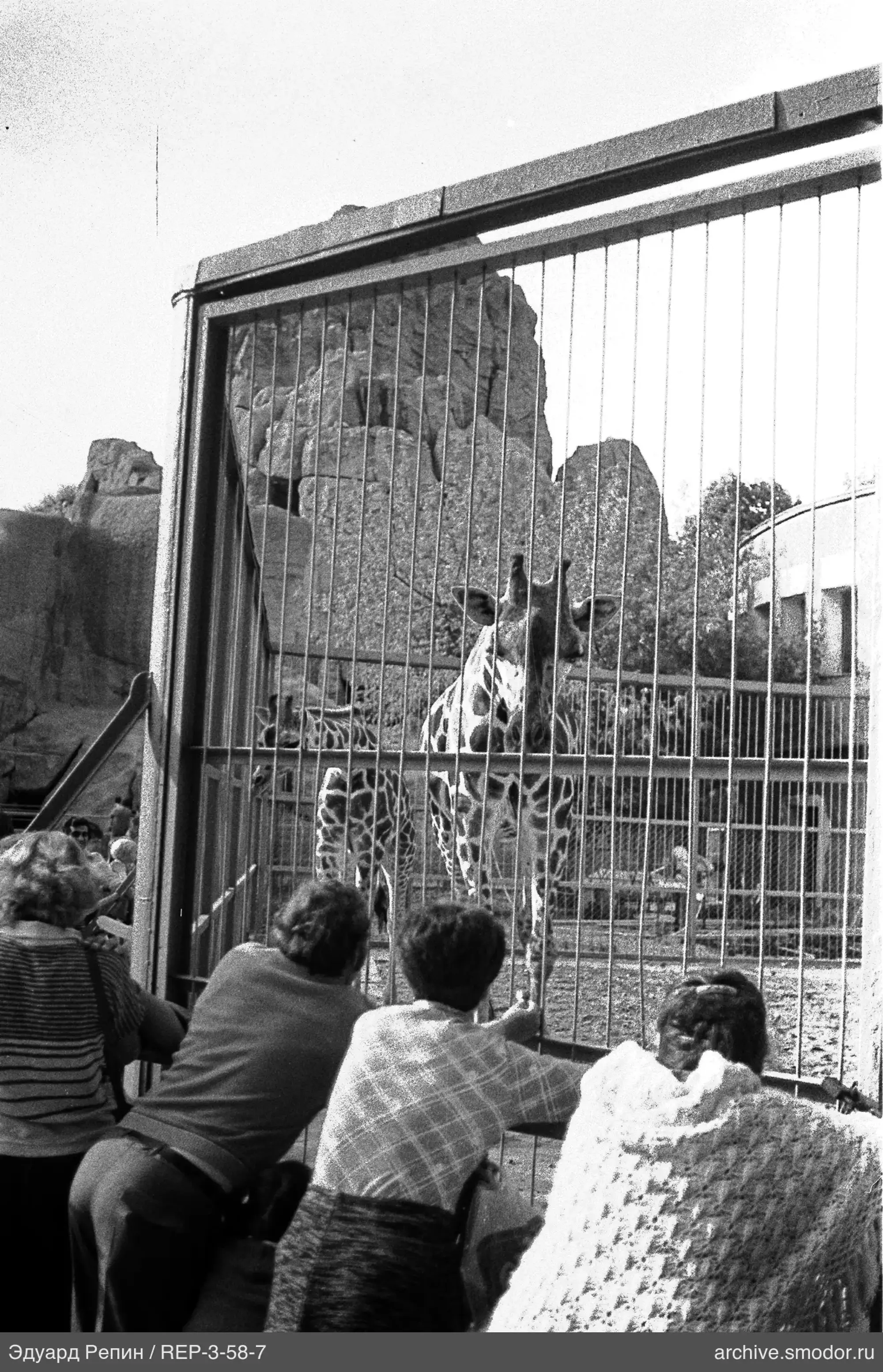 Menschen am Zaun mit Giraffen