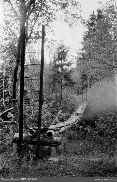 Hängebrücke über Wald