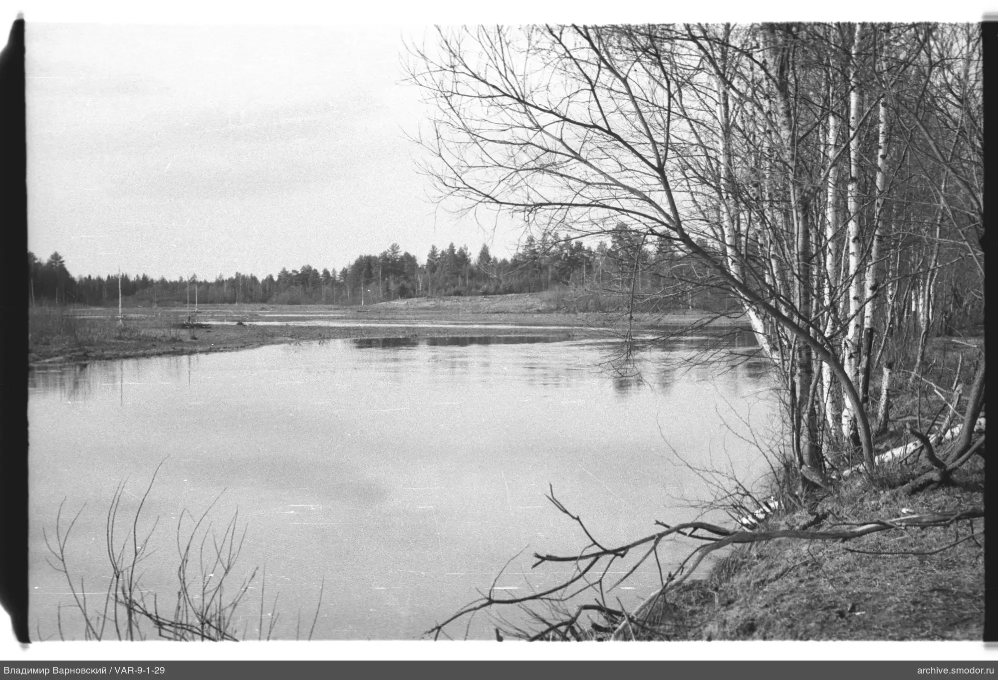 River with birches and forest