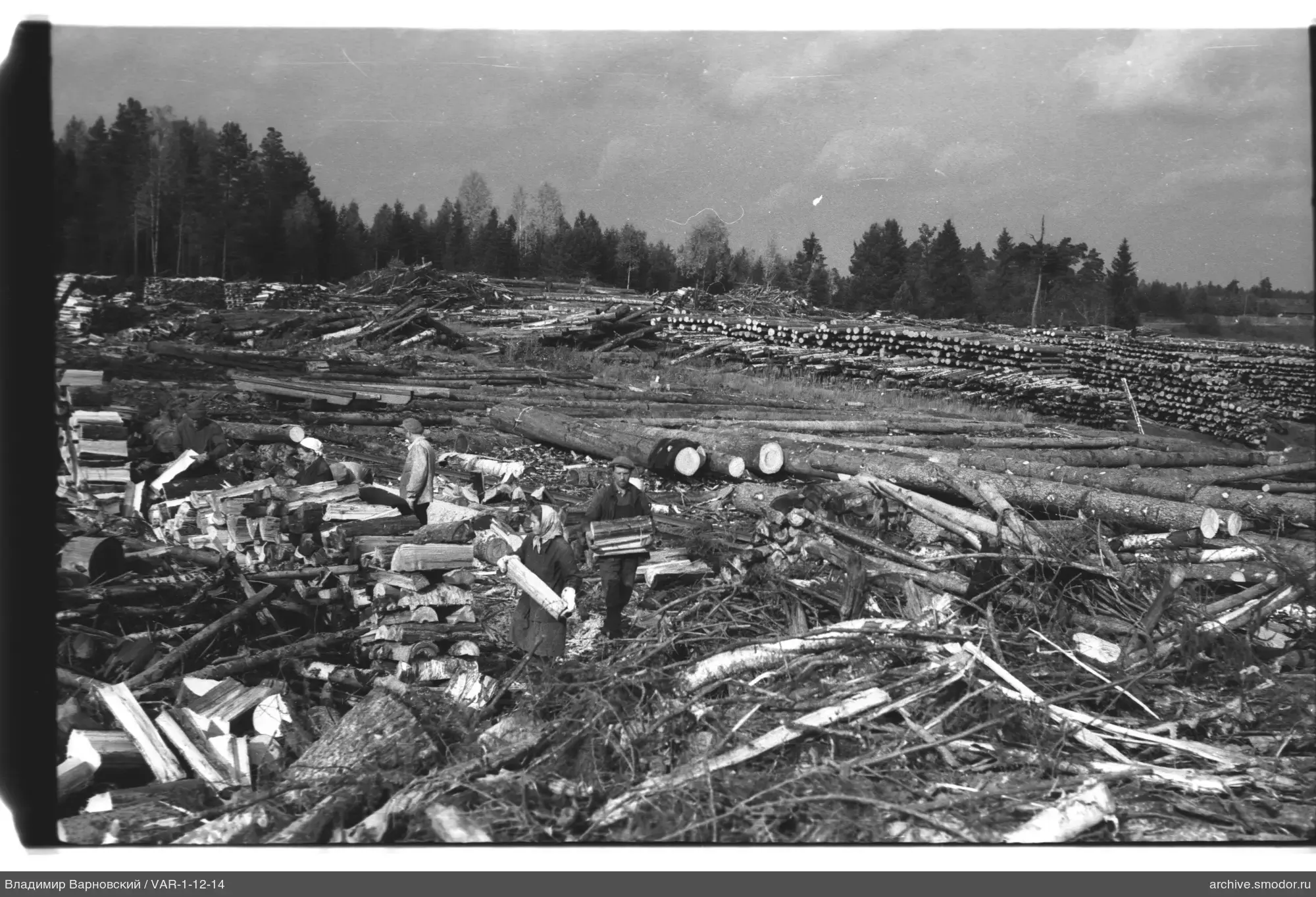 Arbeit mit Brennholz im Wald