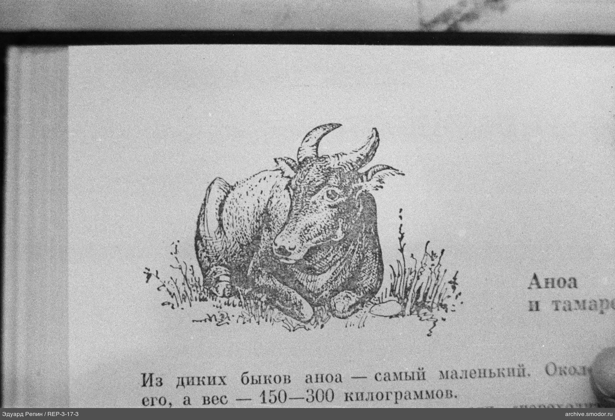 Страница книги с изображением рогатого животного