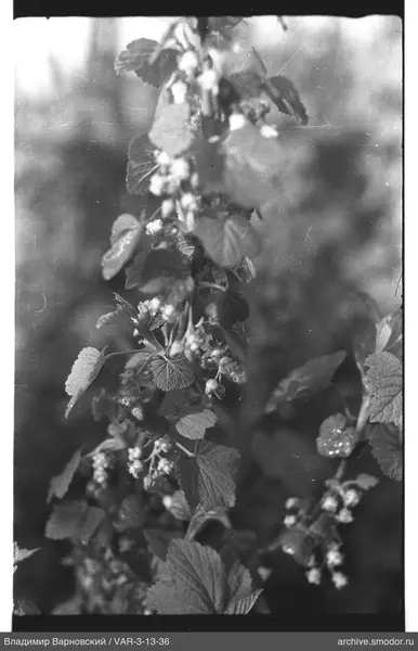 Plant with leaves and inflorescences