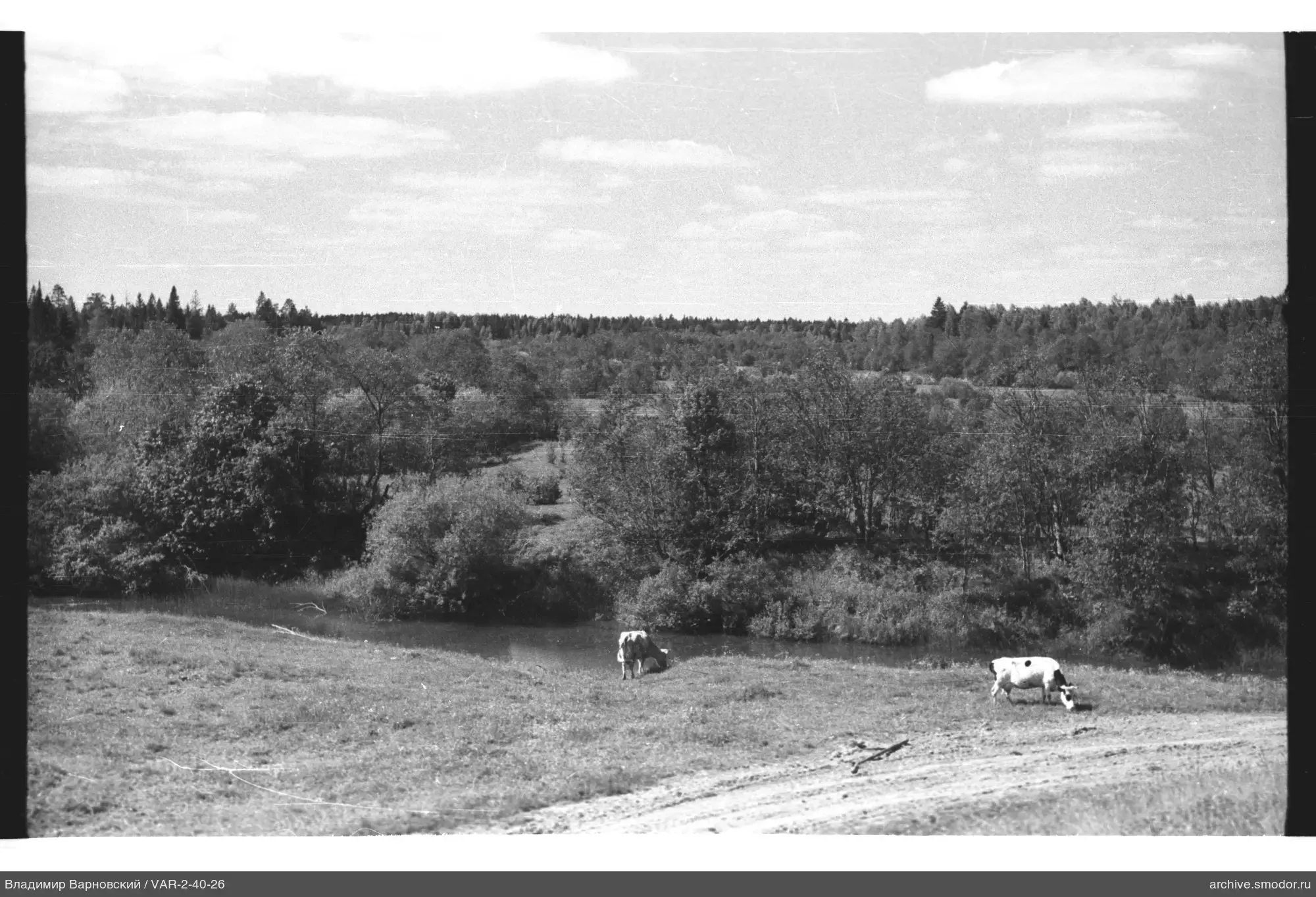 Landschaft mit Kühen und Wald