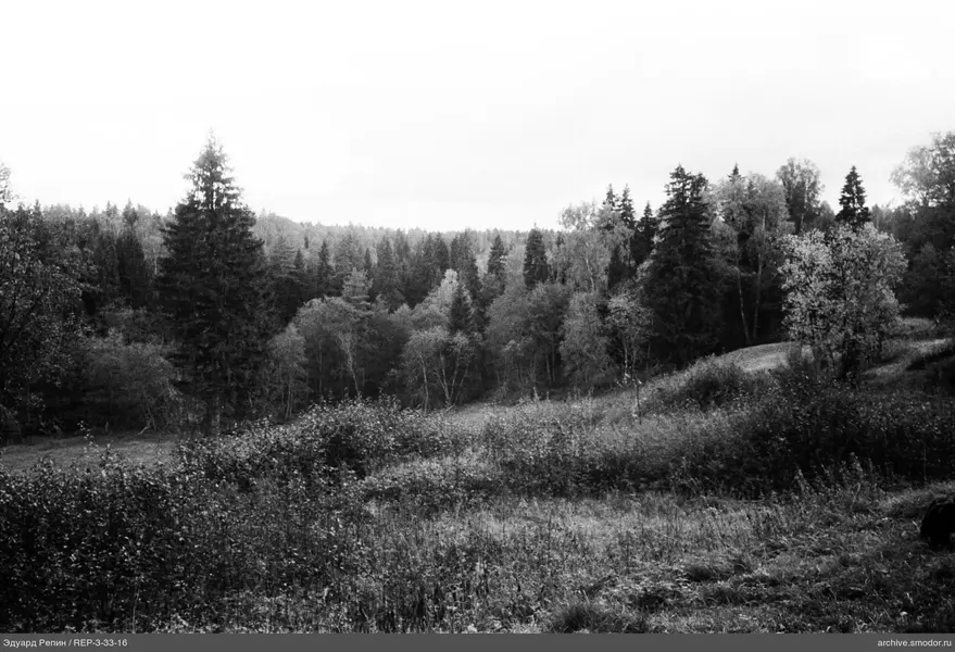Wald mit verschiedenen Bäumen