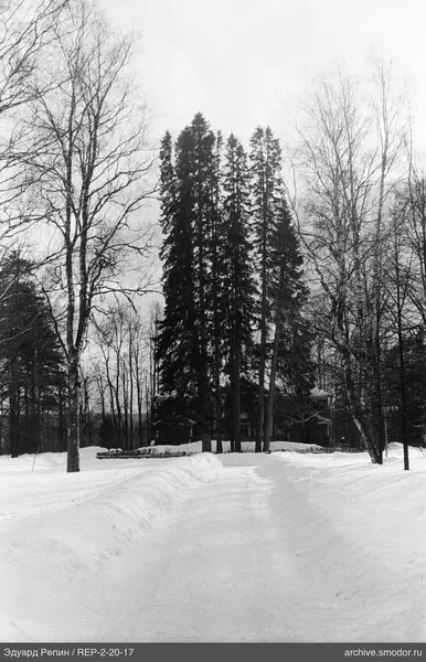 Verschneite Straße mit Bäumen