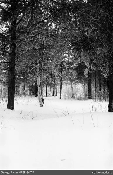 Wald mit Birken und Nadelbäumen