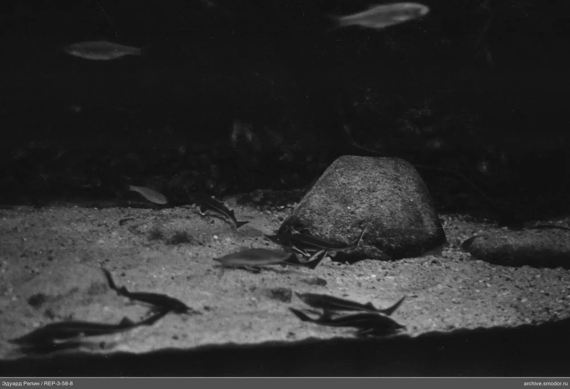 Kleine Fische bei Steinen auf sandigem Boden