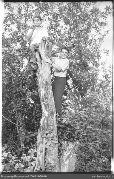 Two men on an old tree with broken trunk