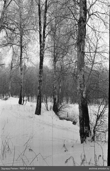 Birkenwald ohne Laub im Winter