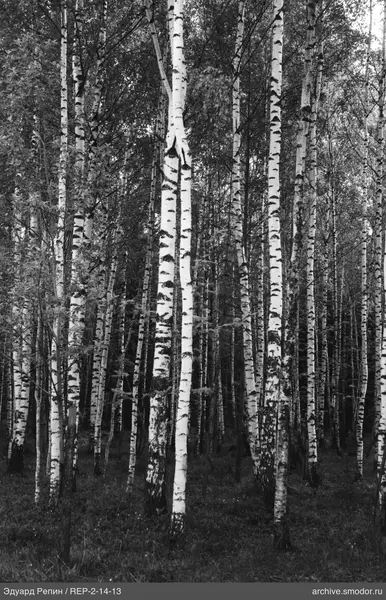 Birkenwald mit weißen Stämmen