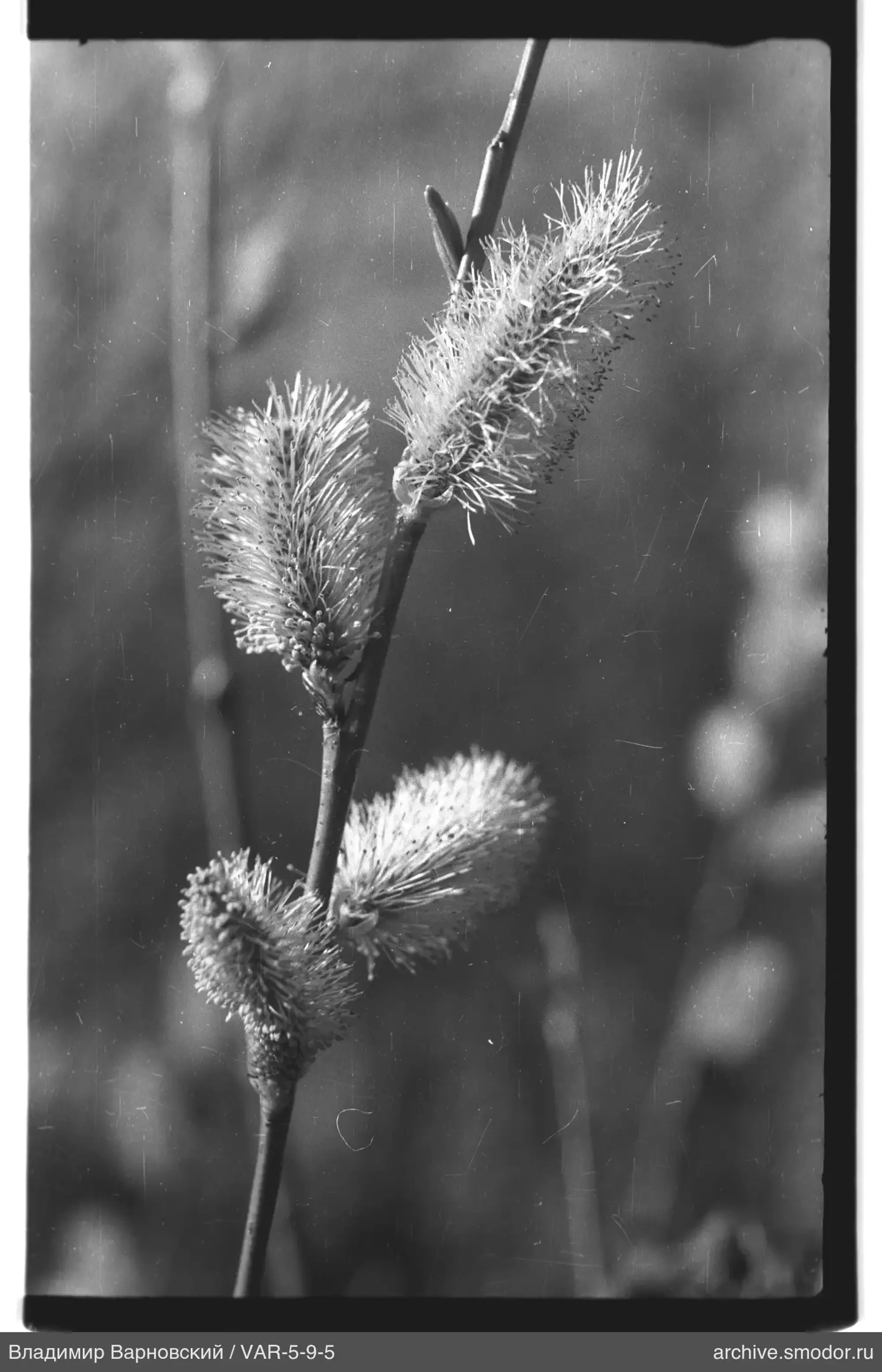 Ветка с пушистыми соцветиями