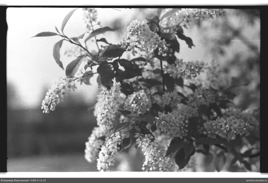 Branch with inflorescences and leaves