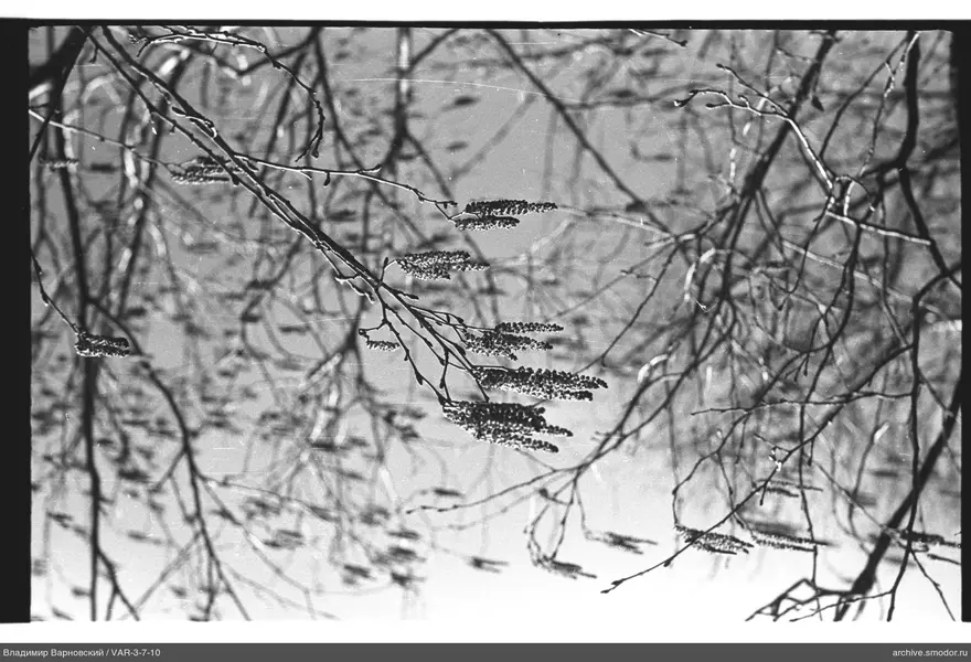 Tree branches with catkins