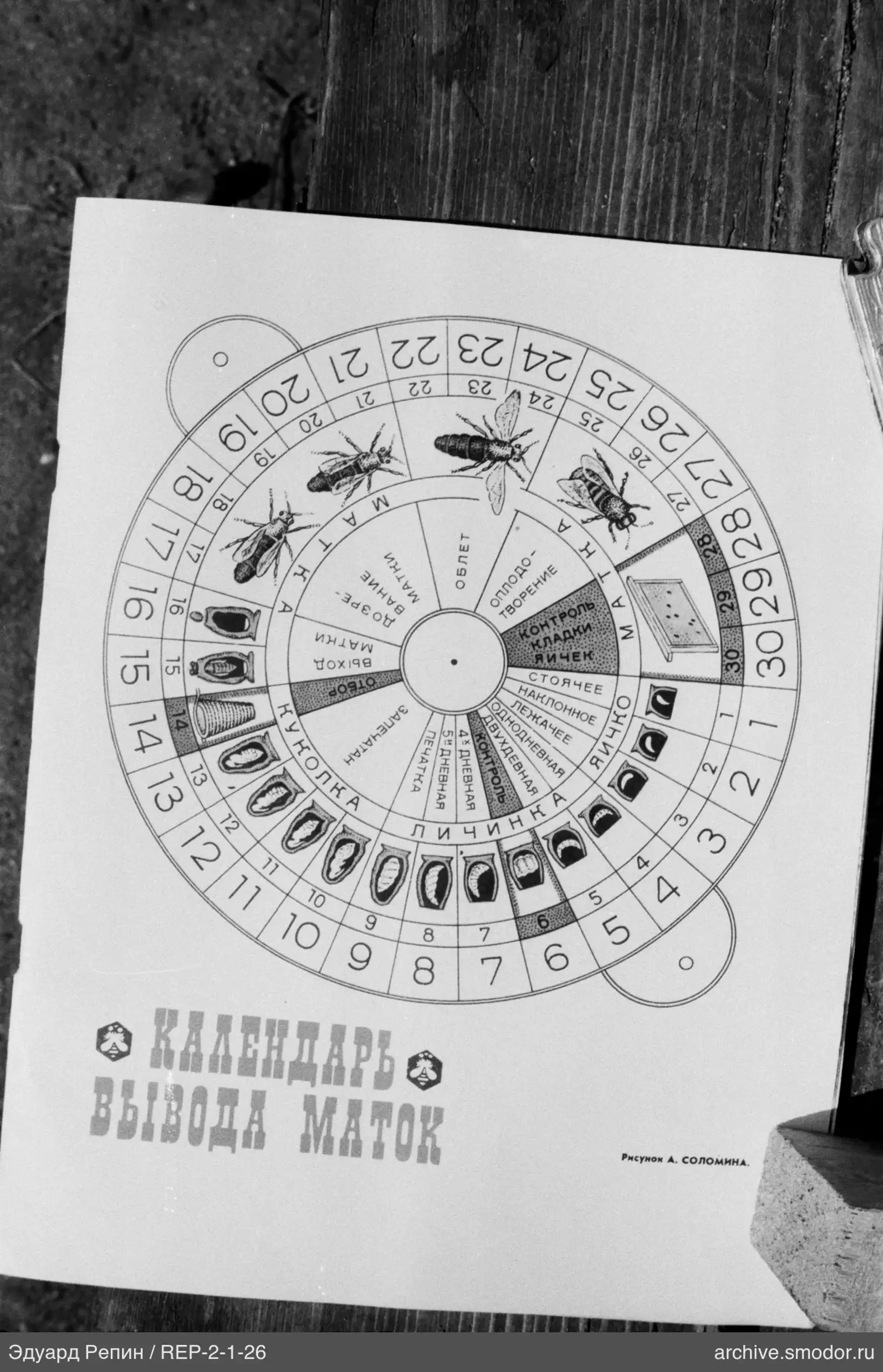 Kalender der Königinnenaufzucht