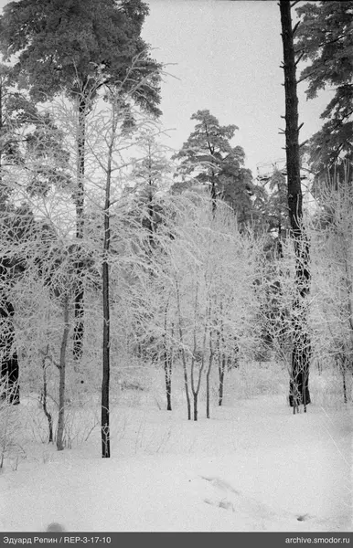 Wald mit jungen Bäumen und Kiefern