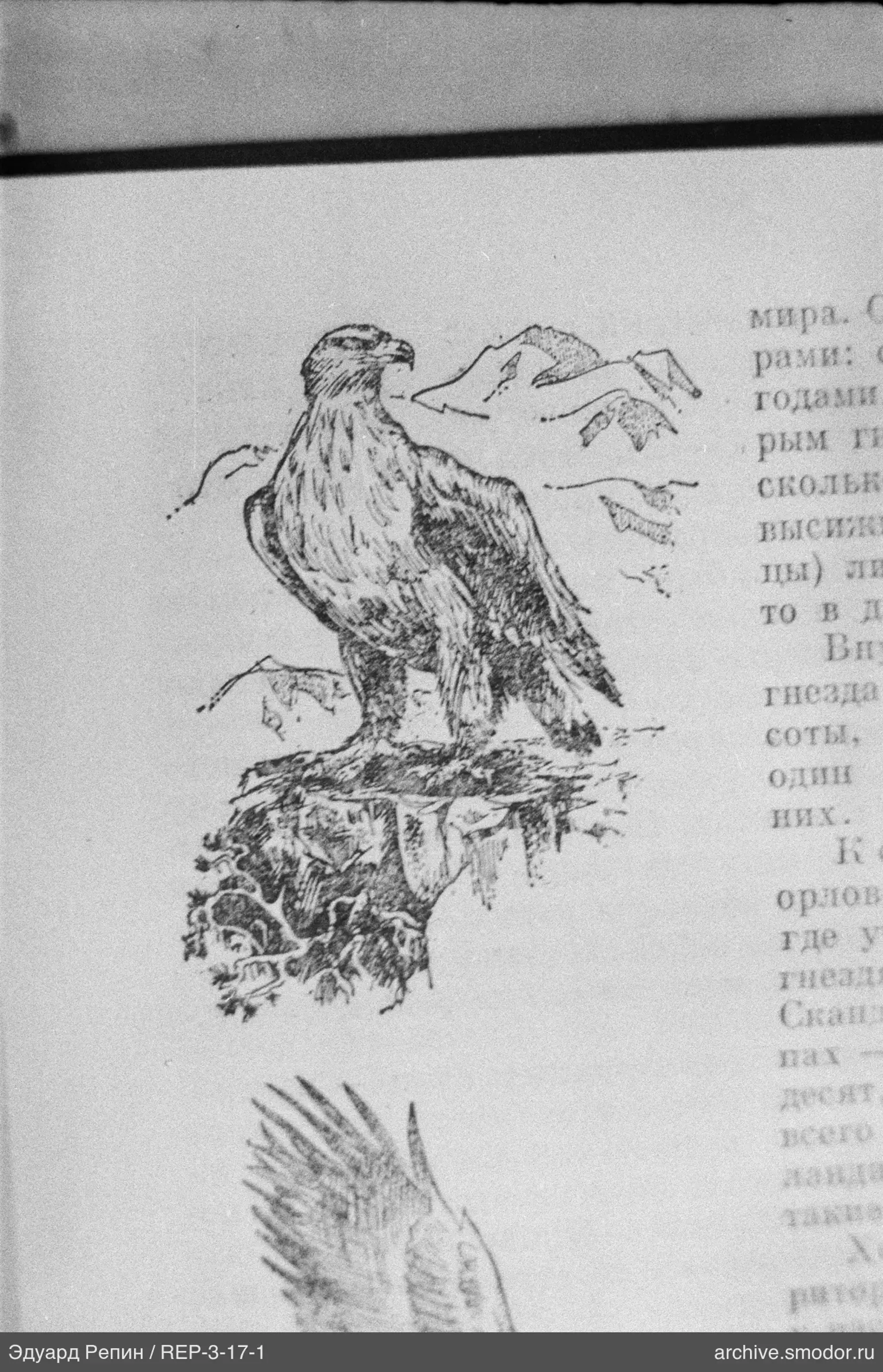 Рисунок орла на странице с горным фоном