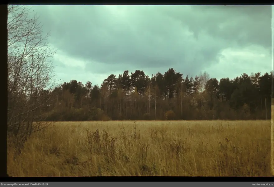 Landscape with field and forest