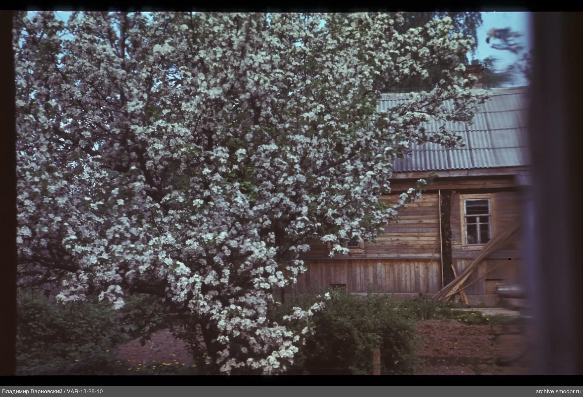 Large flowering tree and wooden house