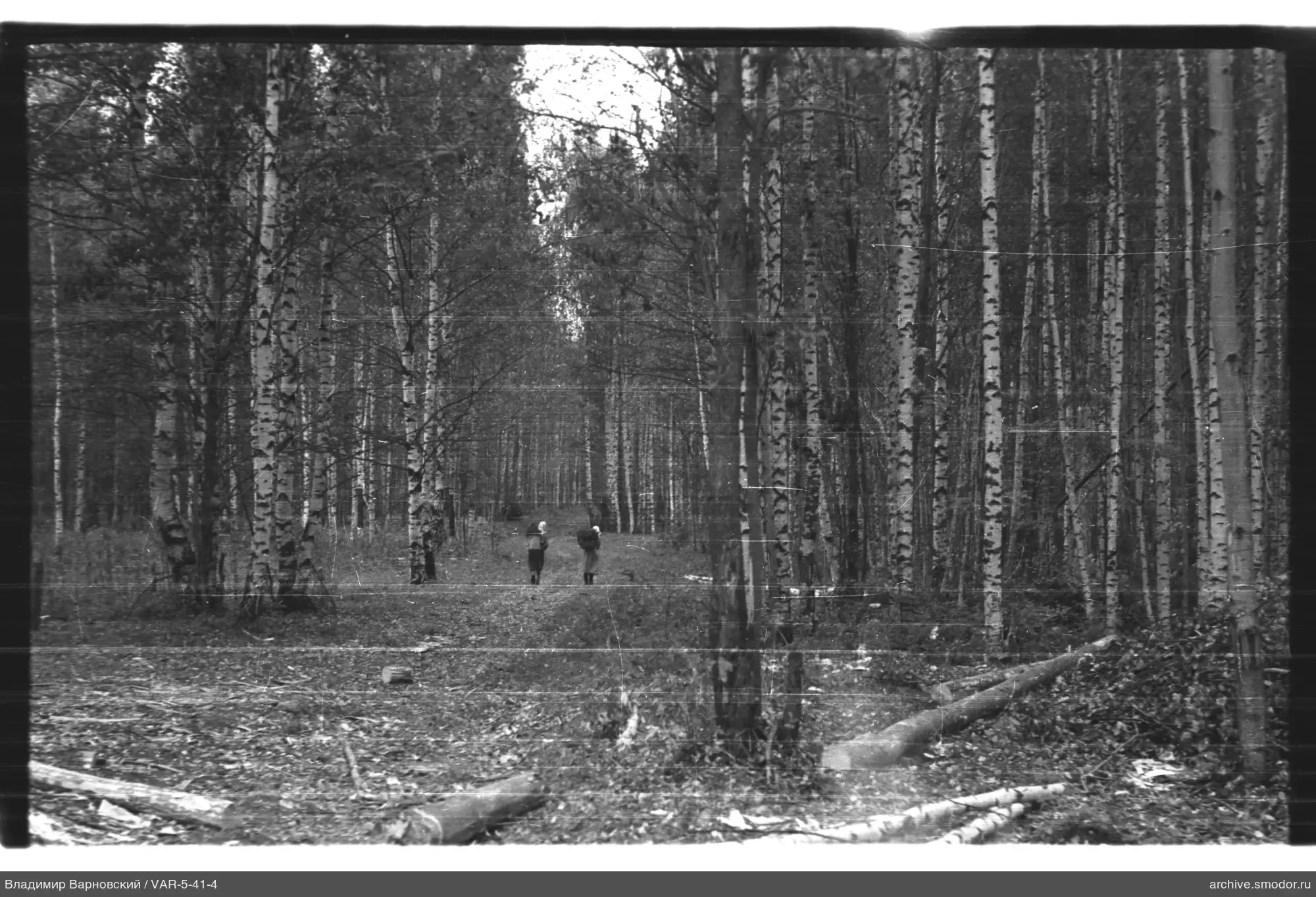 Waldweg mit zwei Personen und umgestürzten Bäumen